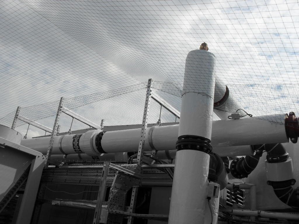 Bird Control in Bournemouth, Hampshire